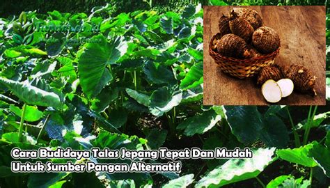 Apa Itu Talas Jepang?