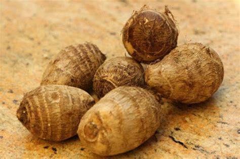 Cara Membeli Talas Jepang