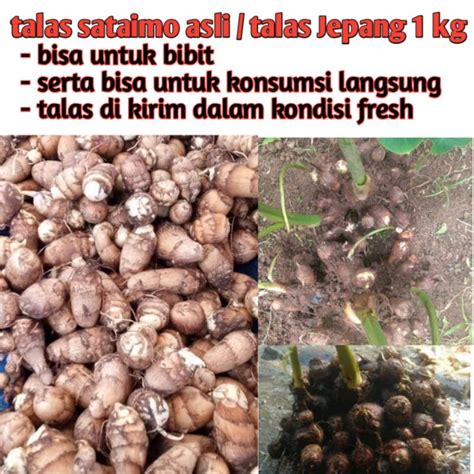 Harga Talas Jepang Per Kg Terbaru