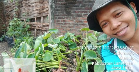 Manfaat Talas Jepang Bagi Kesehatan