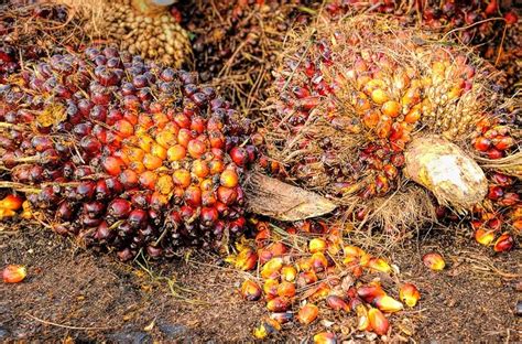 Harga TBS Sawit di Kalbar Hari Ini