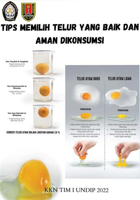 Cara Membuat Kualitas Telur yang Baik