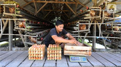 Bagaimana Piala Dunia Mempengaruhi Harga Telur?