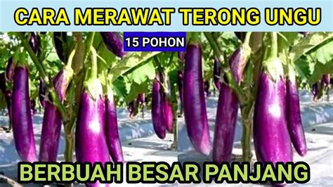 Bagaimana Cara Merawat Terong Ungu?
