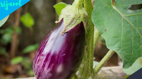 Manfaat Terong Ungu untuk Kesehatan