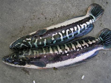 Harga Ikan Channa Micropeltes