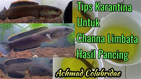 Tips Karantina Ikan Channa Micropeltes