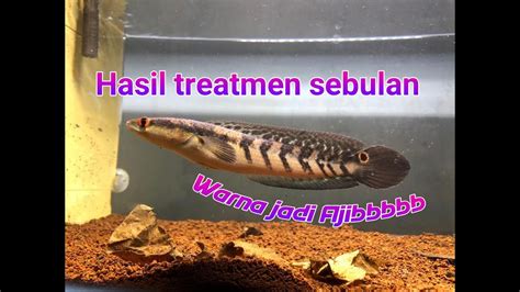 Tips Membeli Ikan Channa Micropeltes dengan Harga Murah