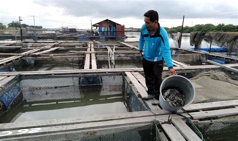 Apa Itu Ikan Kerapu Mati?