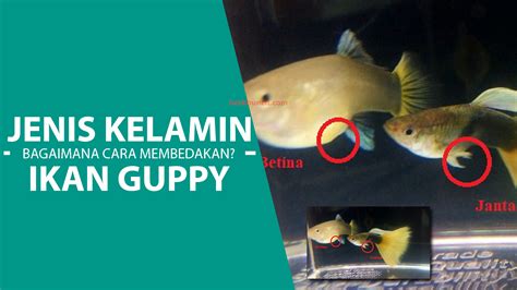 Bagaimana Cara Mengenali Ikan Kerapu Mati?