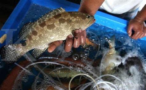 Harga Ikan Kerapu Mati