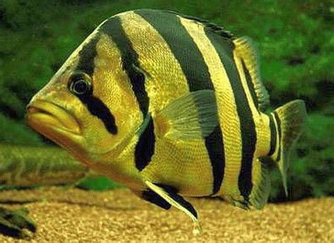 Definisi Ikan Ringau Kalimantan