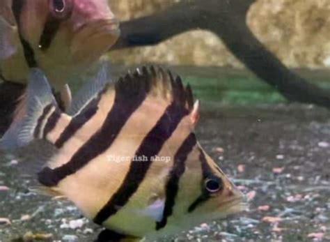 Harga Ikan Ringau Kalimantan