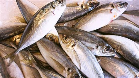 Cara Memilih Ikan Tenggiri yang Baik