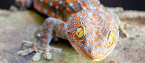 Harga Tokek Per Ons untuk Berbagai Jenis Tokek