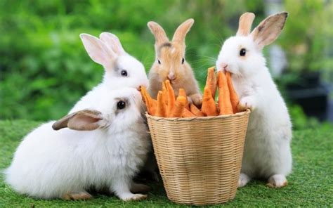 Apa Itu Topi Kelinci dan Kelebihannya