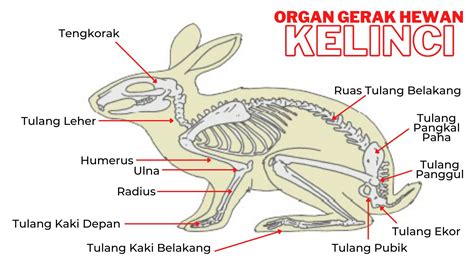 Fungsi dan benefits Topi Kelinci