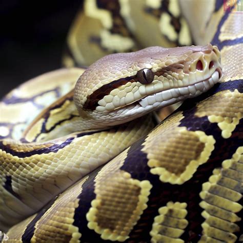 Tips untuk Memilih Ular Sanca Kembang yang Sesuai