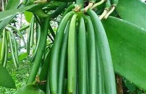 Harga Vanili Basah per Kg di Indonesia