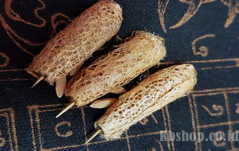 Manfaat Wesi Kuning Kebal