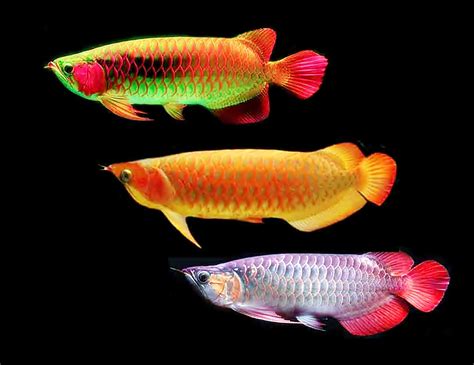 Jenis-Jenis Ikan Hias yang Harga Jual Tinggi