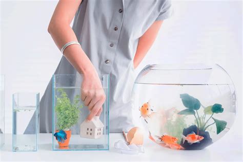 Tips Memilih Ikan Hias untuk Dipelihara