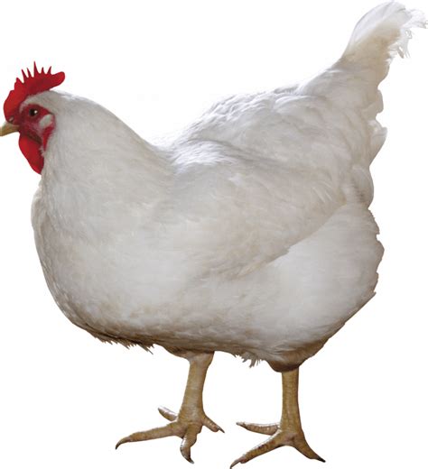 Sejarah Broiler
