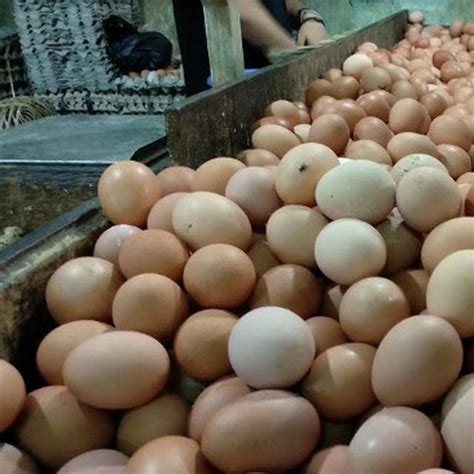 Info Harga Telur Horn Hari Ini