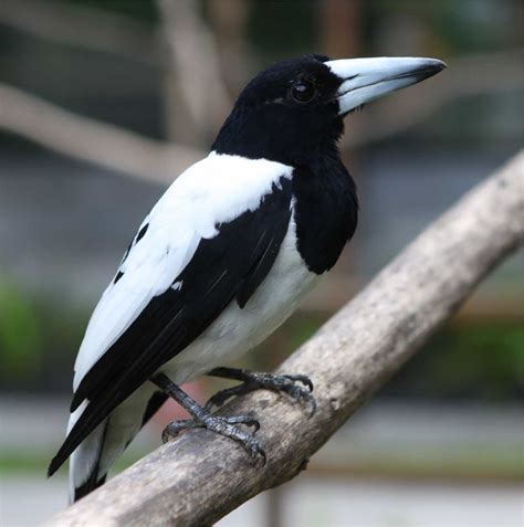 Manfaat Jagal Papua Leher Putih