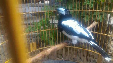 Tips Membeli Jagal Papua Leher Putih