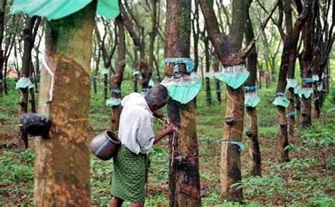 Faktor-Faktor demi Harga Karet Murah