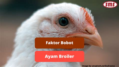 Faktor-Faktor yang Mempengaruhi Harga Broiler Hari Ini