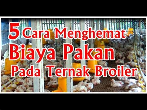 Tips dan Cara Menghemat Biaya Dengan Harga Broiler Hari Ini