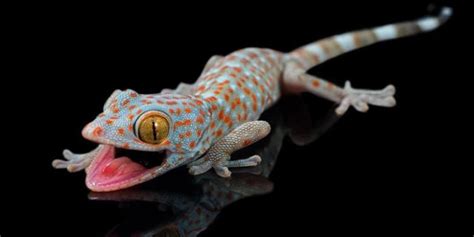 Keanekaragaman Tokek/