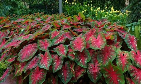 Pengenalan Bunga Keladi