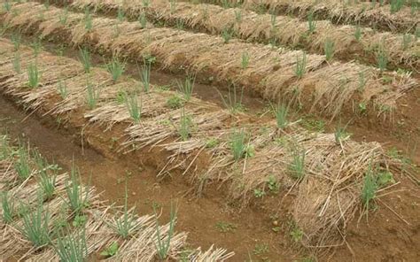 Definisi Jerami Padi