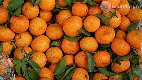 Seperti Apa Harga Jeruk di Giant Hari Ini?