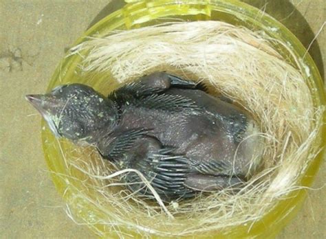 Bagaimana Membeli Anakan Cucak Ijo Murah dengan Kualitas Bagus?