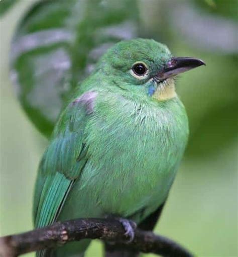 Tips Merawat Anakan Cucak Ijo