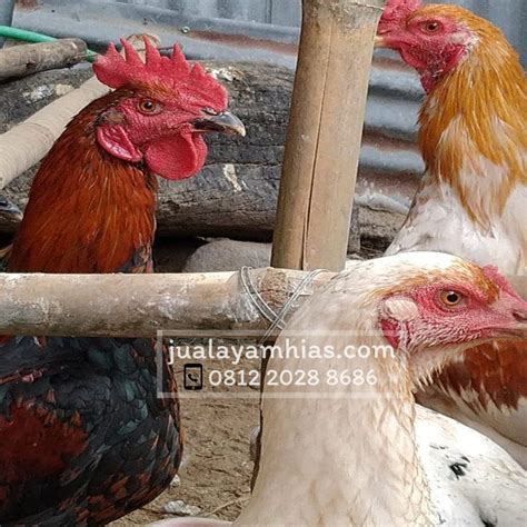 Klasifikasi dan Harga Jual Ayam Joper Siap Panen
