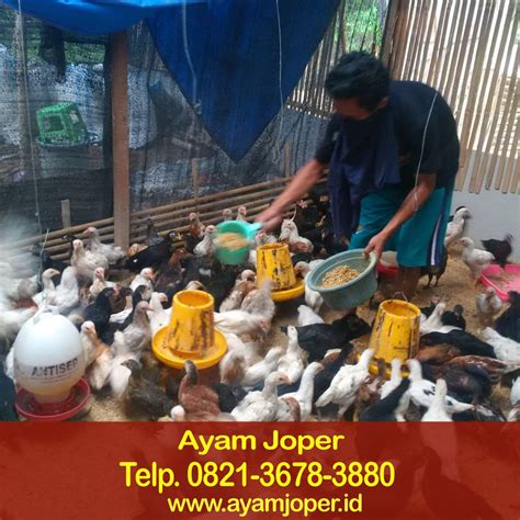 Tips Jual Ayam Joper Siap Panen