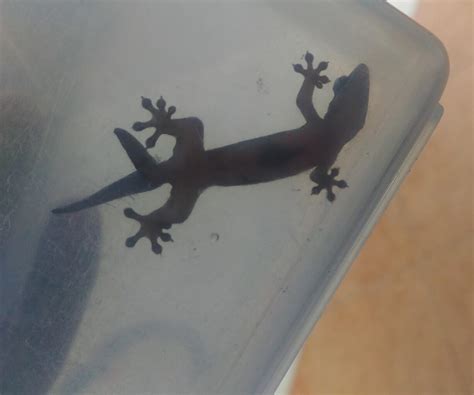 Mengenal Harga Jual Cicak Ekor Dua