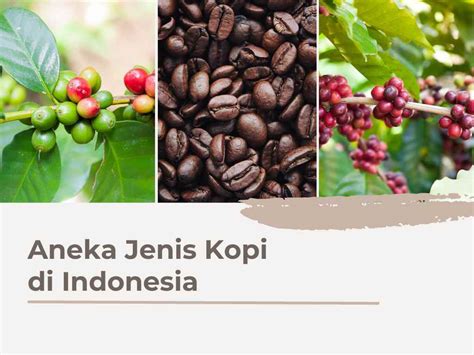 Jenis Kopi Setiabudi