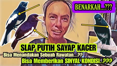 Kunci Kesuksesan Memelihara Burung Kacer