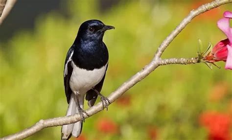 Sejarah dan Karakteristik Burung Kacer