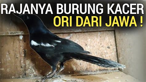 Factors Affecting the Price of Kacer Wulung