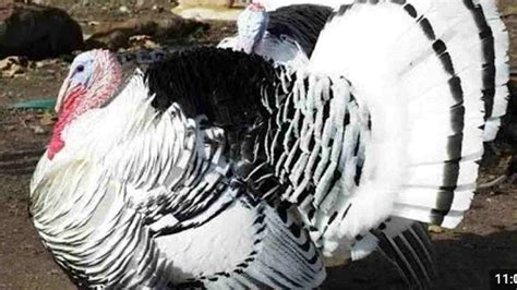 Faktor-Faktor yang Mempengaruhi Harga Kalkun Jantan Dewasa