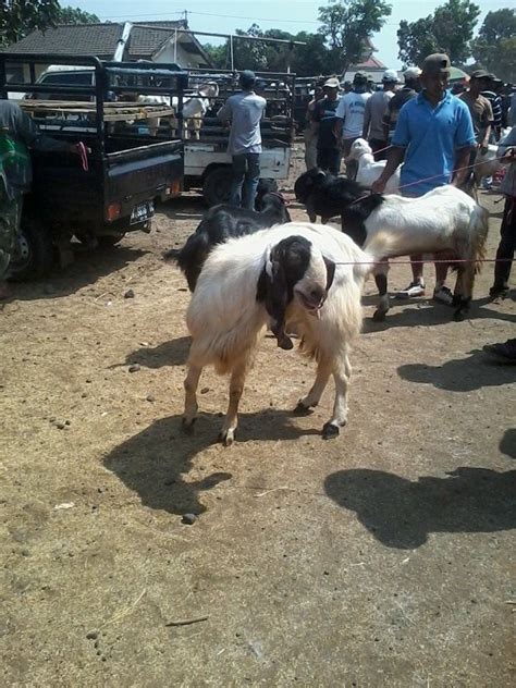 Harga Kambing Gembel Jantan