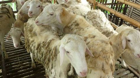 Pengertian Kambing Gembel Jantan