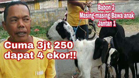 Tips Membeli Kambing Gembel Jantan